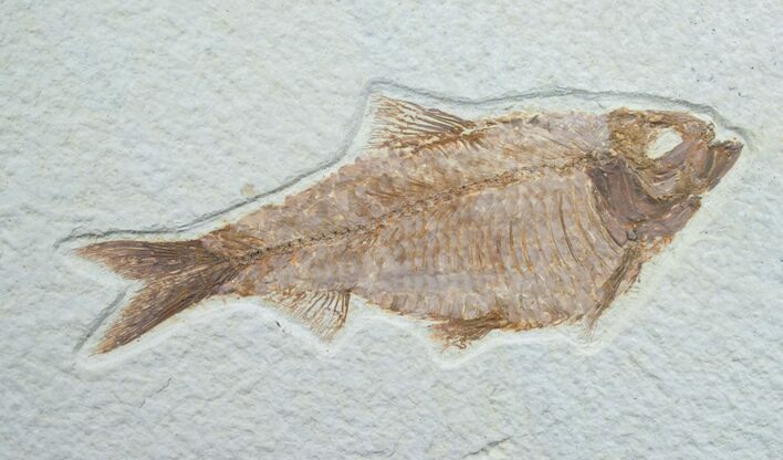 Fat Knightia Fossil Fish - Wyoming #7600